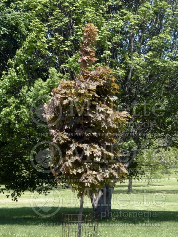 Acer Conquest aka Conzam (Norway Maple) 2 