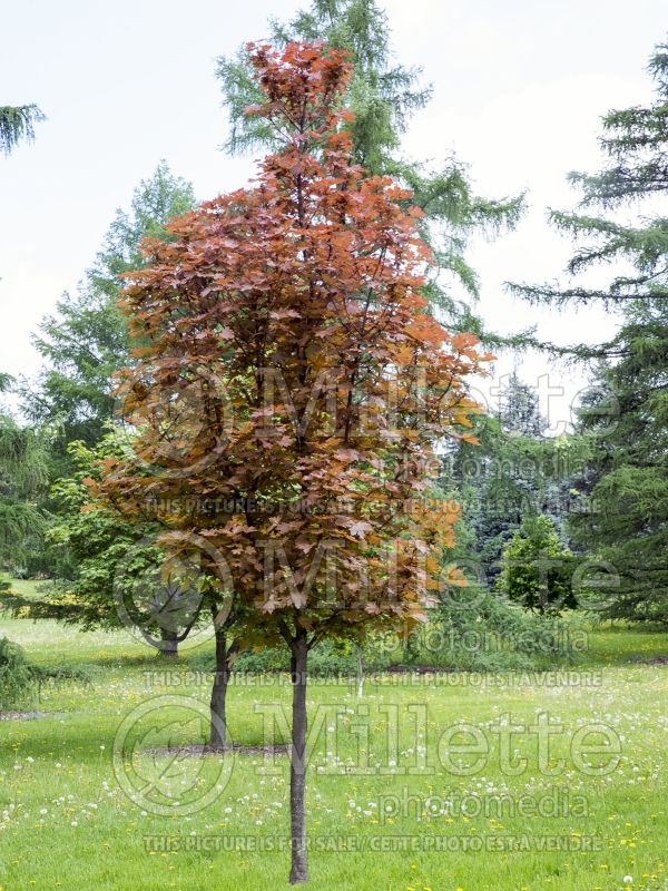 Acer Conquest aka Conzam (Norway Maple) 5 