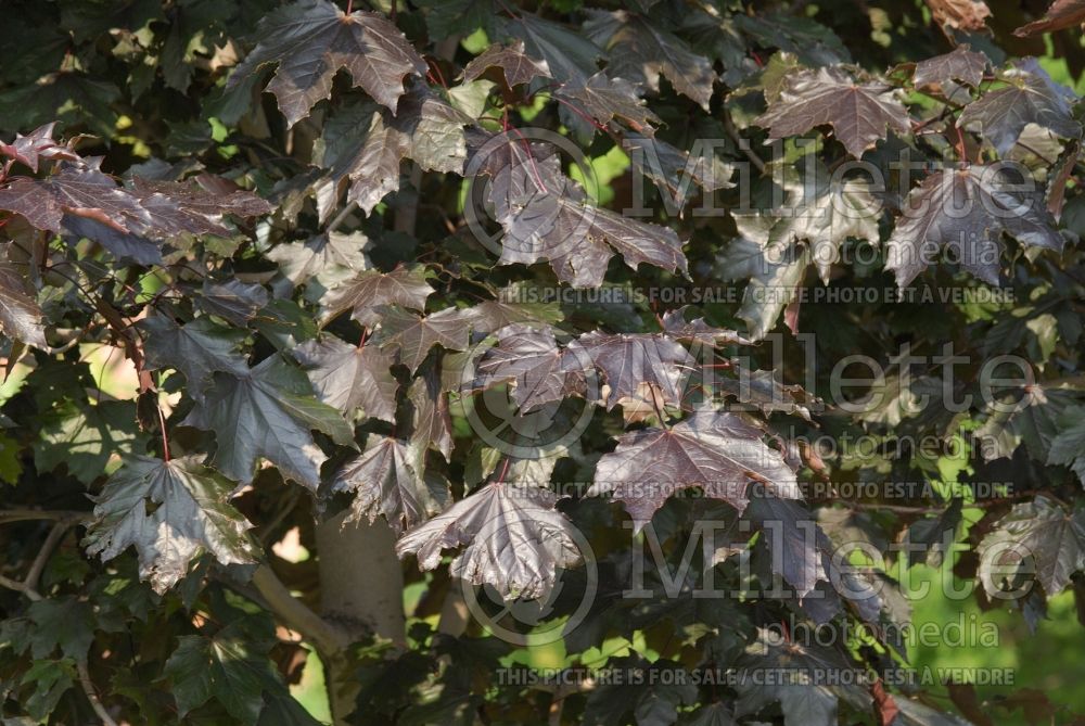 Acer Crimson King or Schwedleri Nigrum (Norway Maple) 1 