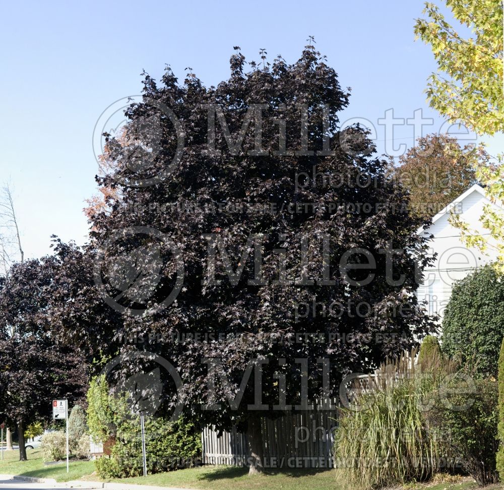 Acer Crimson King aka Schwedleri Nigrum (Norway Maple) 8 