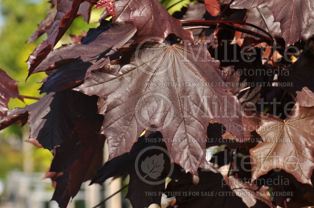 Acer Crimson King or Schwedleri Nigrum (Norway Maple) 5 