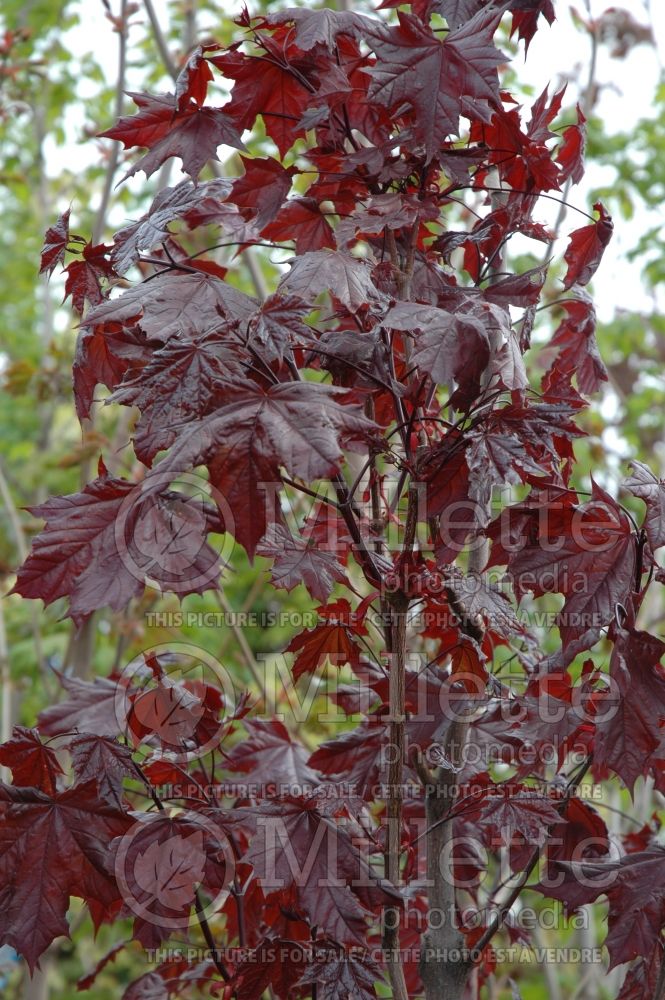 Acer Crimson King or Schwedleri Nigrum (Norway Maple) 3 