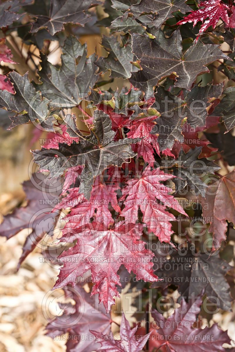 Acer Crimson Sentry (Norway Maple) 1  