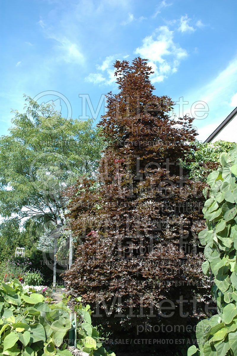 Acer Crimson Sentry (Norway Maple) 2  