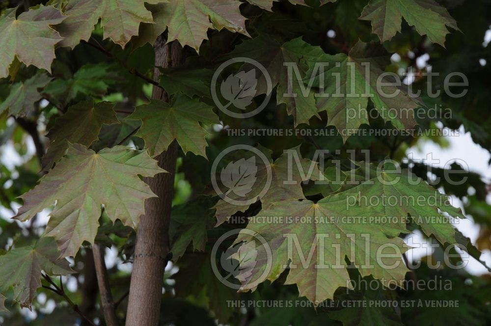 Acer Deborah (Norway Maple) 3 