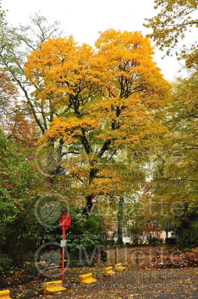 Acer platanoides (Norway Maple) 6 