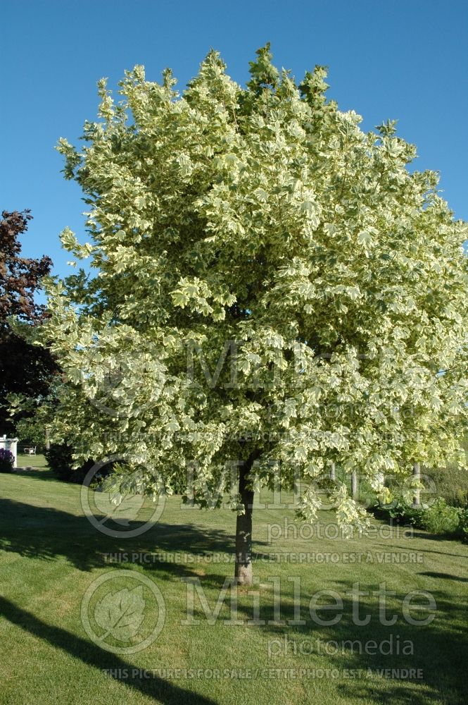 Acer Drummondii (Norway Maple)  2