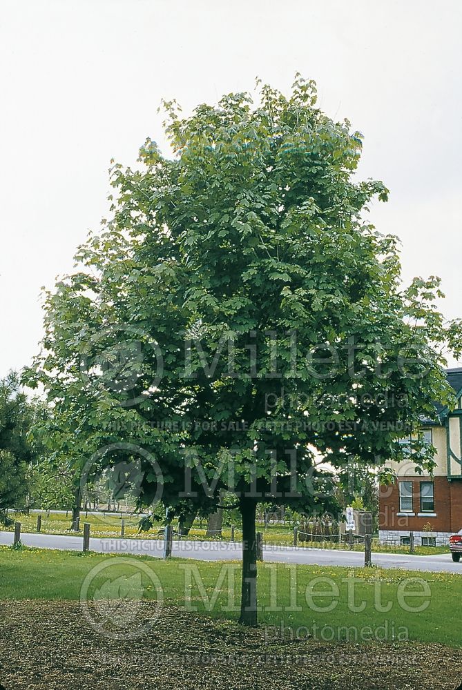 Acer Emerald Lustre (Norway Maple) 1 