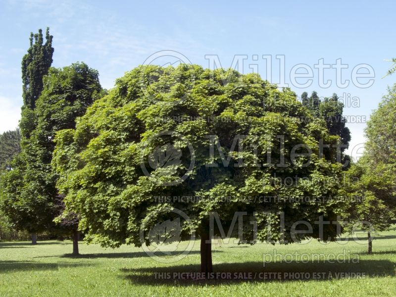 Acer Globosum (Norway Maple) 2 