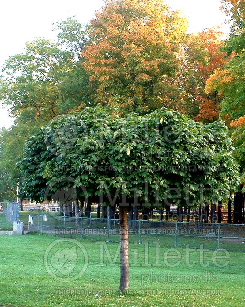 Acer Globosum (Norway Maple) 1 