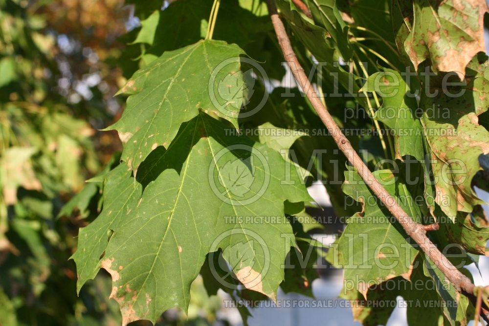 Acer platanoides (Norway Maple) 9 