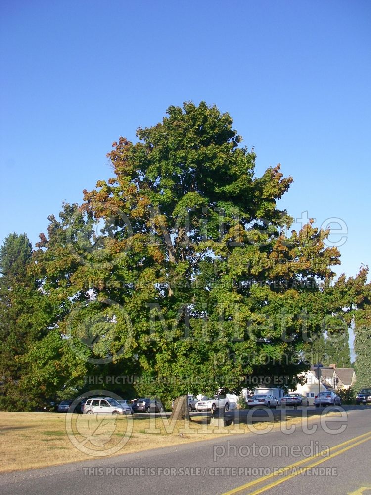 Acer platanoides (Norway Maple) 1 