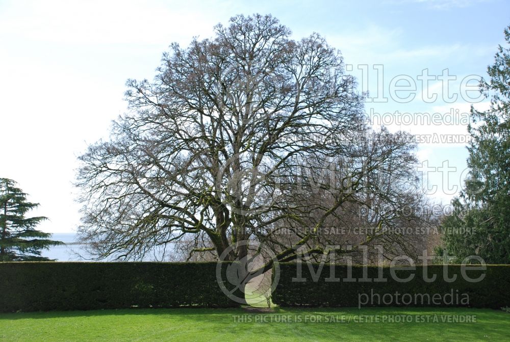 Acer platanoides (Norway Maple) 3 