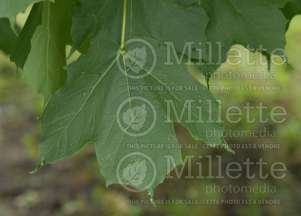 Acer platanoides (Norway Maple) 10 