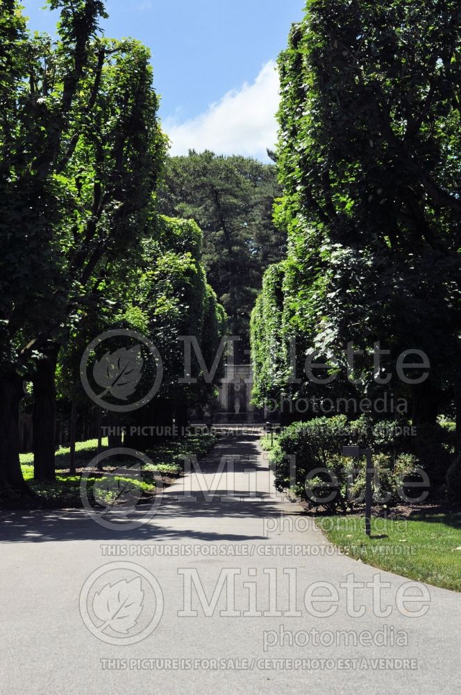 Acer platanoides (Norway Maple)  12 