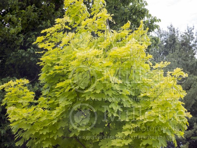 Acer Princeton Gold (Norway Maple) 4 