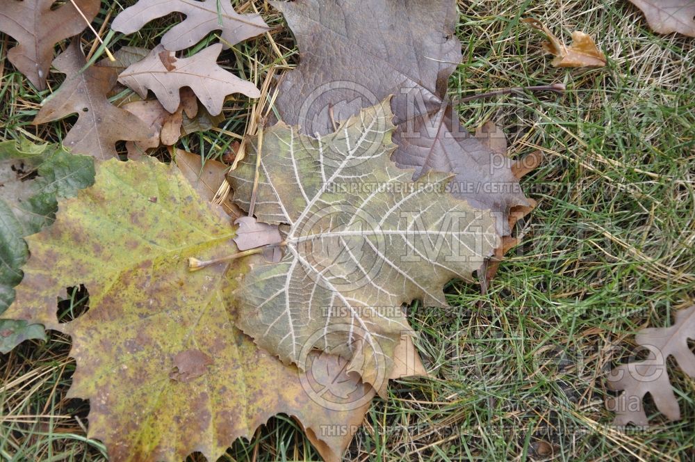 Acer platanoides (Norway Maple) 11 