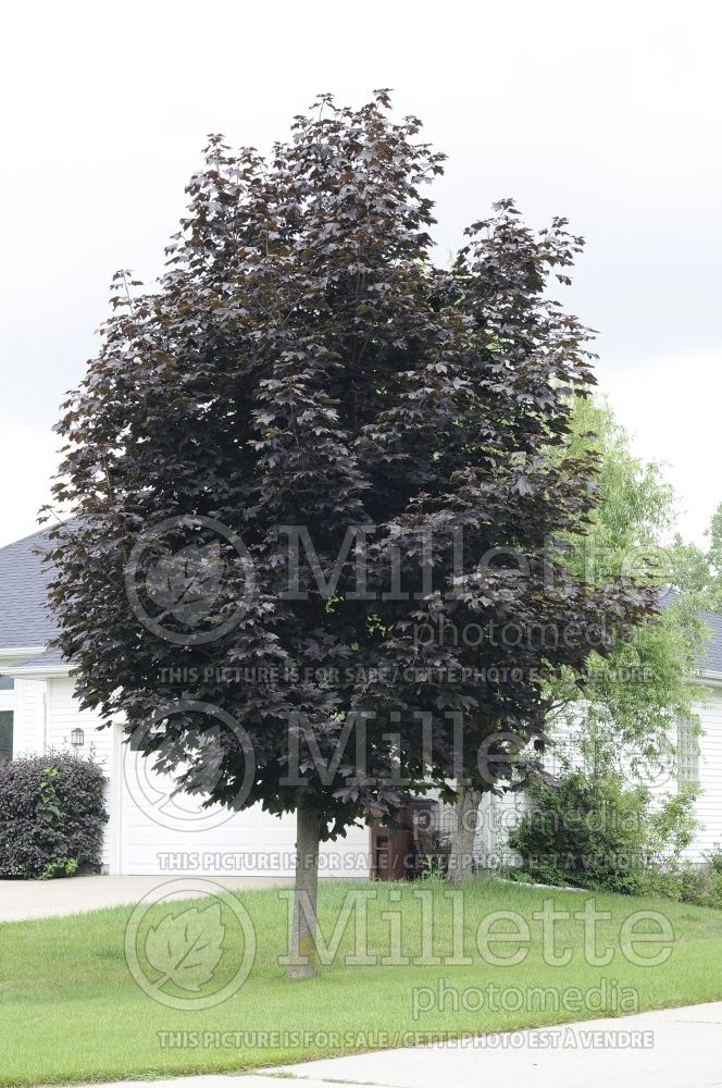 Acer platanoides Royal Red (Norway Maple) 1 