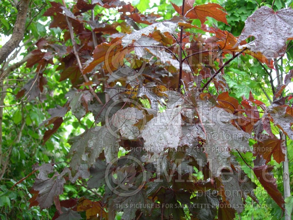 Acer platanoides Royal Red (Norway Maple) 4 