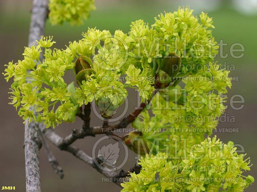 Acer Superform (Norway maple) 1