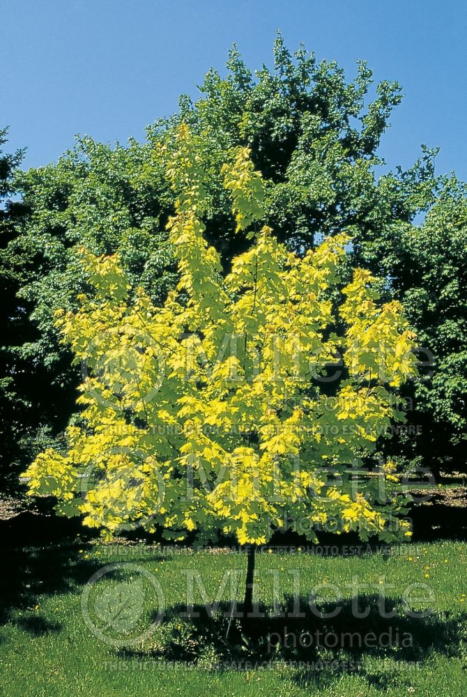 Acer Princeton Gold (Norway Maple) 1 