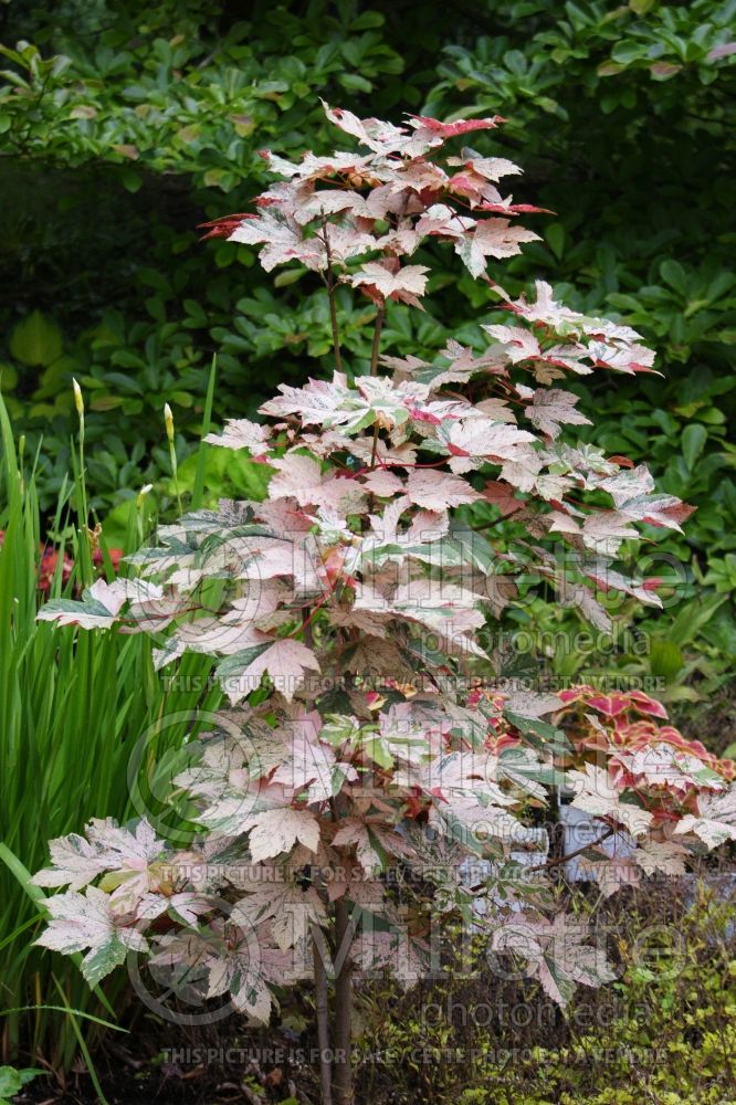 Acer Eskimo Sunset aka Esk Sunset (Sycamore Maple) 1 