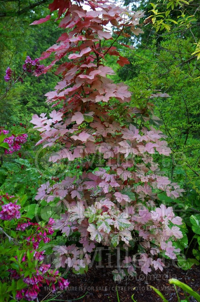 Acer Eskimo Sunset aka Esk Sunset (Sycamore Maple ) 2 