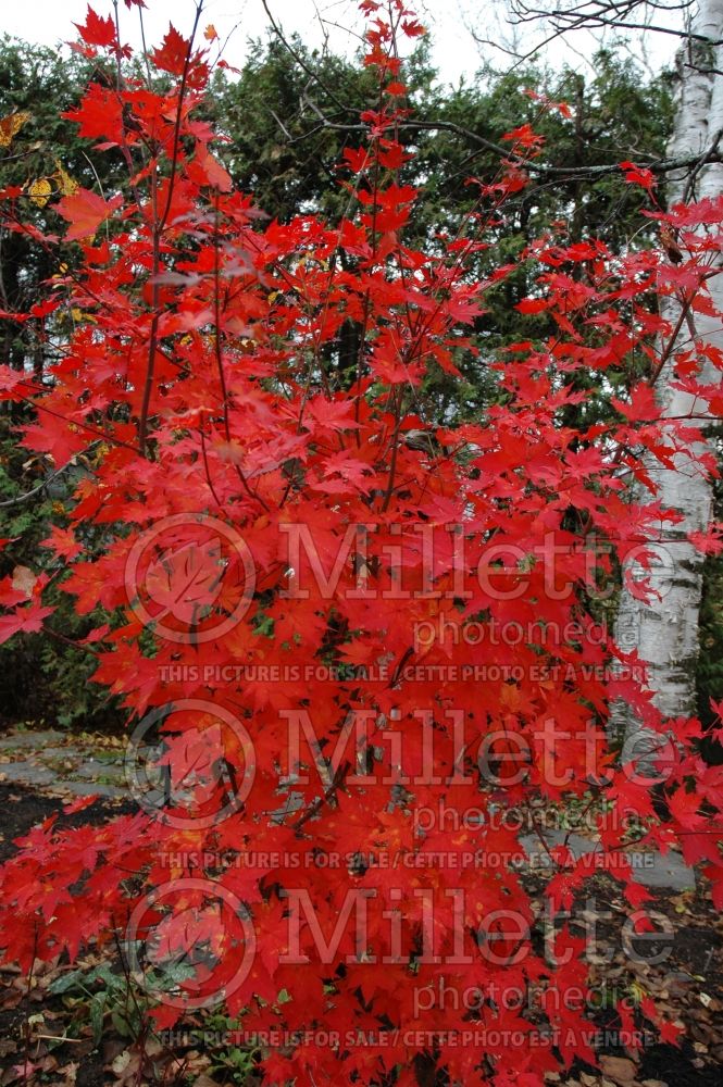 Acer pseudosieboldianum (Korean Maple) 1