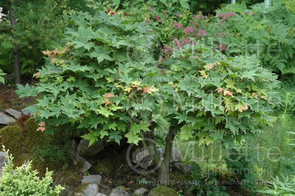 Acer pseudosieboldianum (Korean Maple) 4