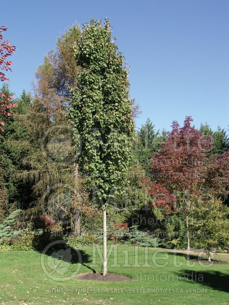 Acer Bowhall (Red Maple) 1 