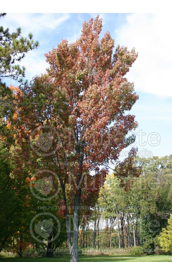 Acer Armstrong (Red Maple) 1