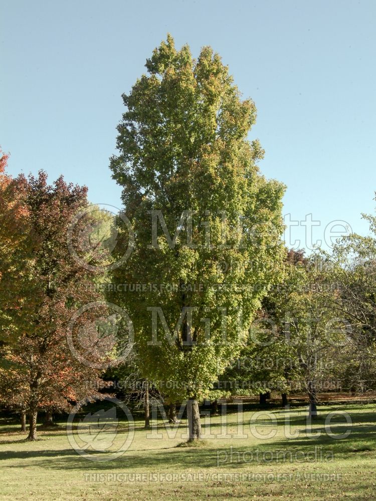 Acer Armstrong (Red Maple) 11