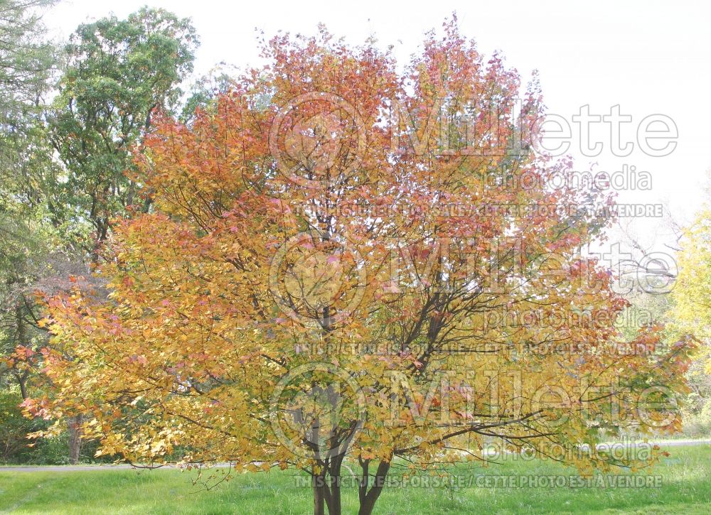 Acer Autumn Flame (Red Maple) 1