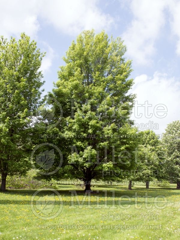 Acer Bowhall (Red Maple) 7 