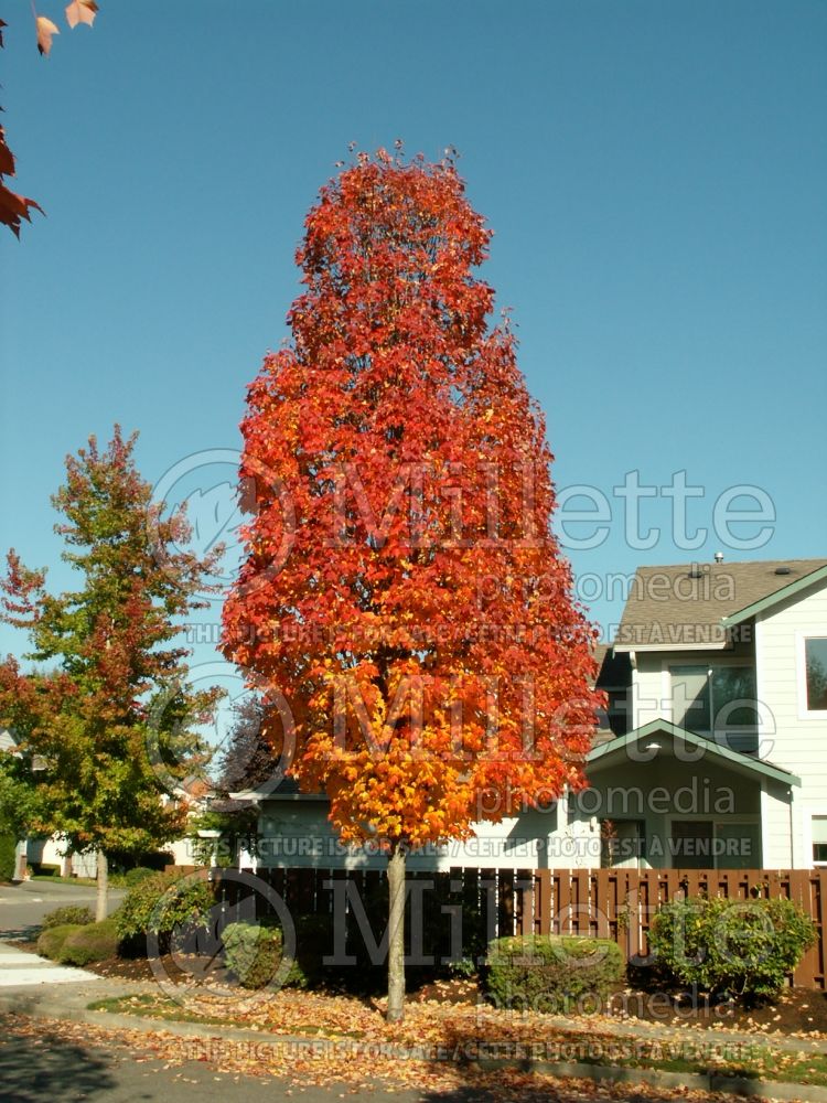 Acer Bowhall (Red Maple) 3 