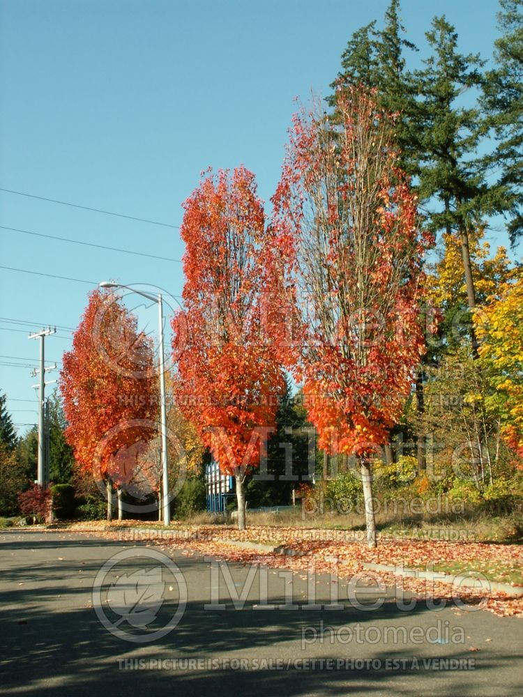 Acer Bowhall (Red Maple) 5 