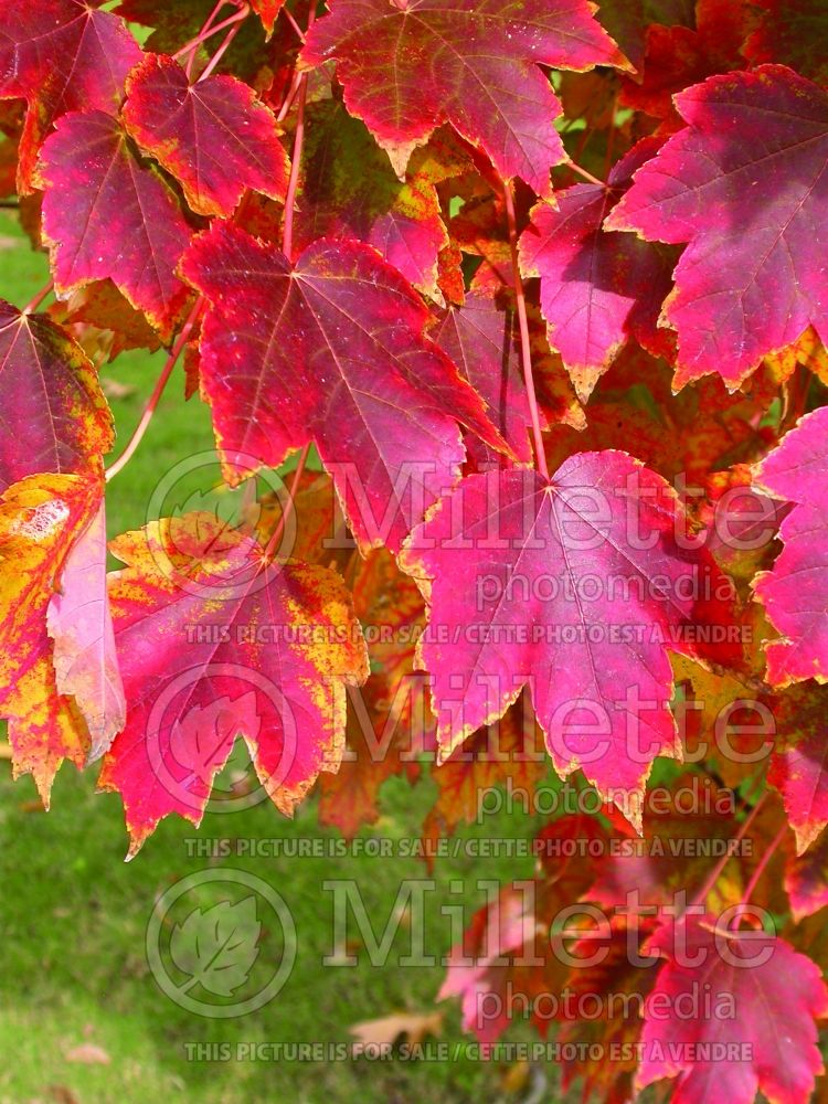 Acer Brandywine (Red Maple) 2