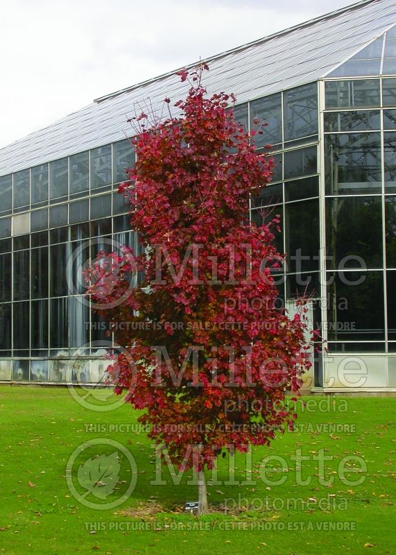 Acer Brandywine (Red Maple) 3