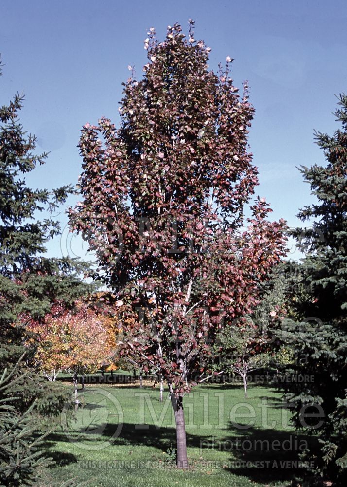 Acer Columnare (Red Maple) 1