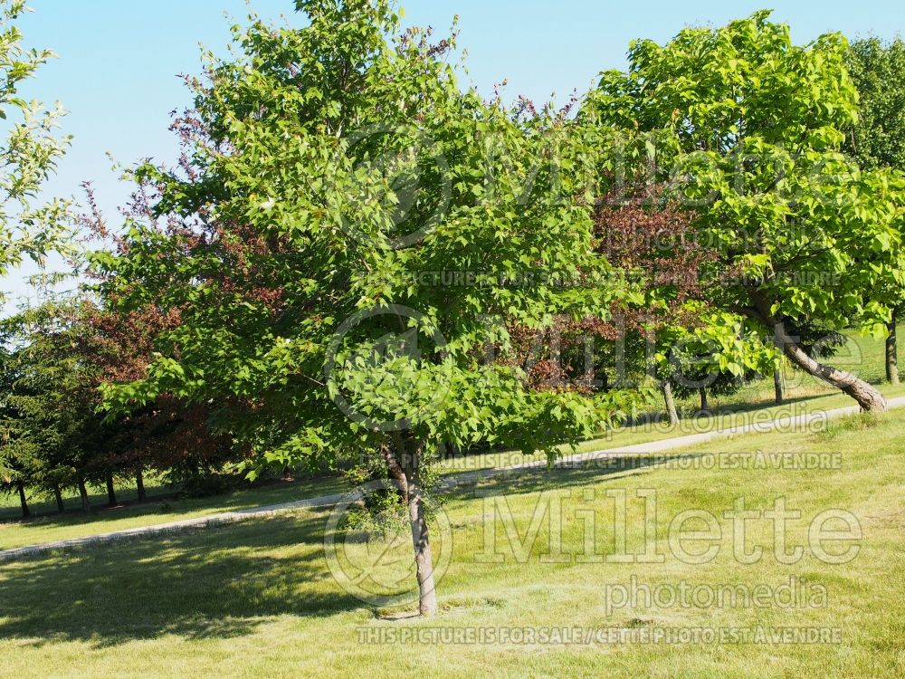 Acer rubrum (red maple) 6