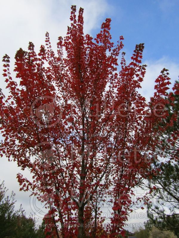 Acer Fireball (Red Maple) 1