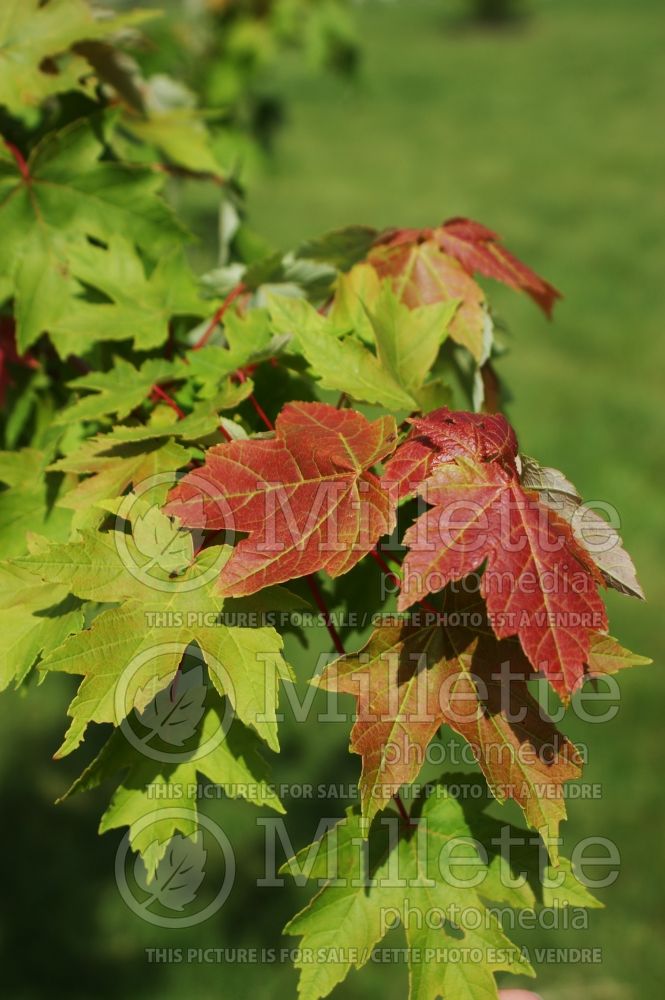 Acer Redpointe aka Frank Jr (Red Maple) 2