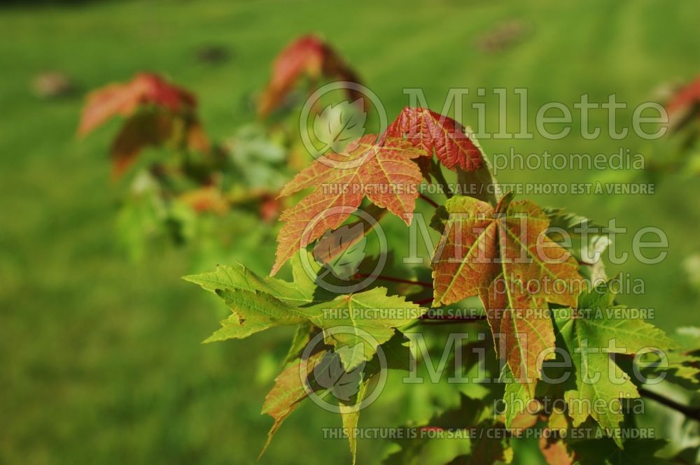 Acer Redpointe aka Frank Jr (Red Maple) 1