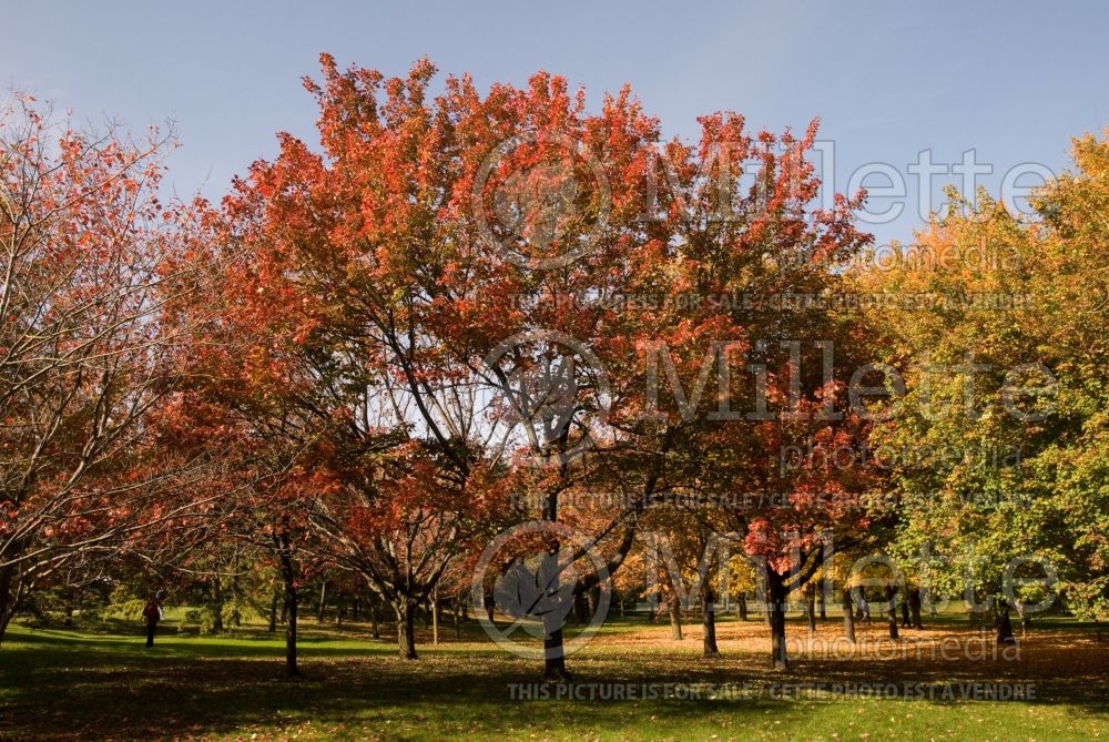 Acer rubrum (red maple) 8
