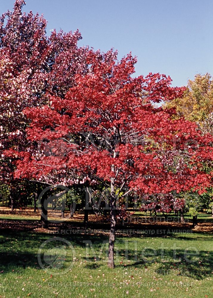 Acer Morgan (Red Maple) 1