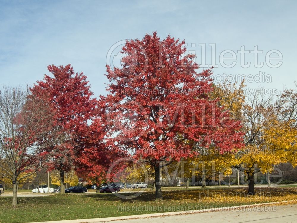 Acer October Glory (Red Maple) 3 