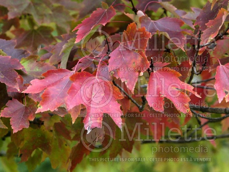 Acer Olson (Red Maple) 3 