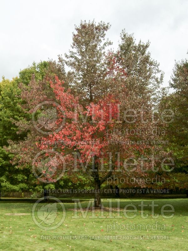 Acer Red Sunset (Red Maple) 7