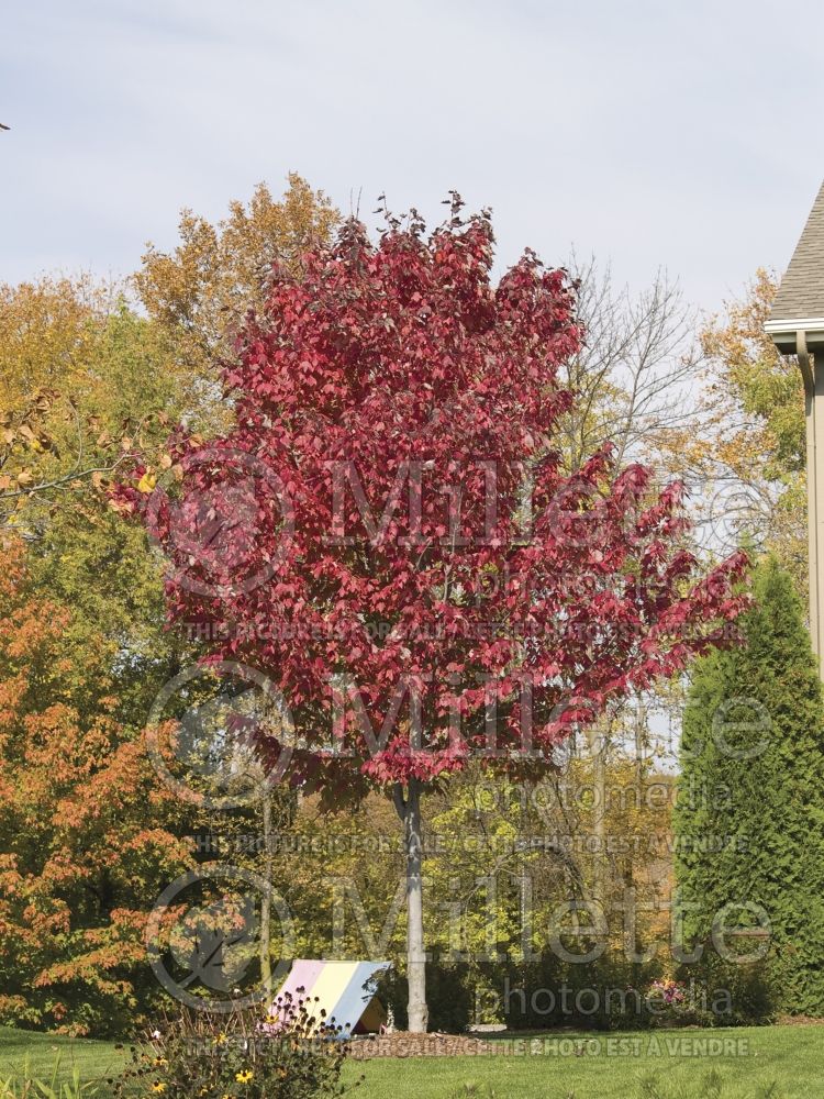 Acer Red Sunset (Red Maple) 3