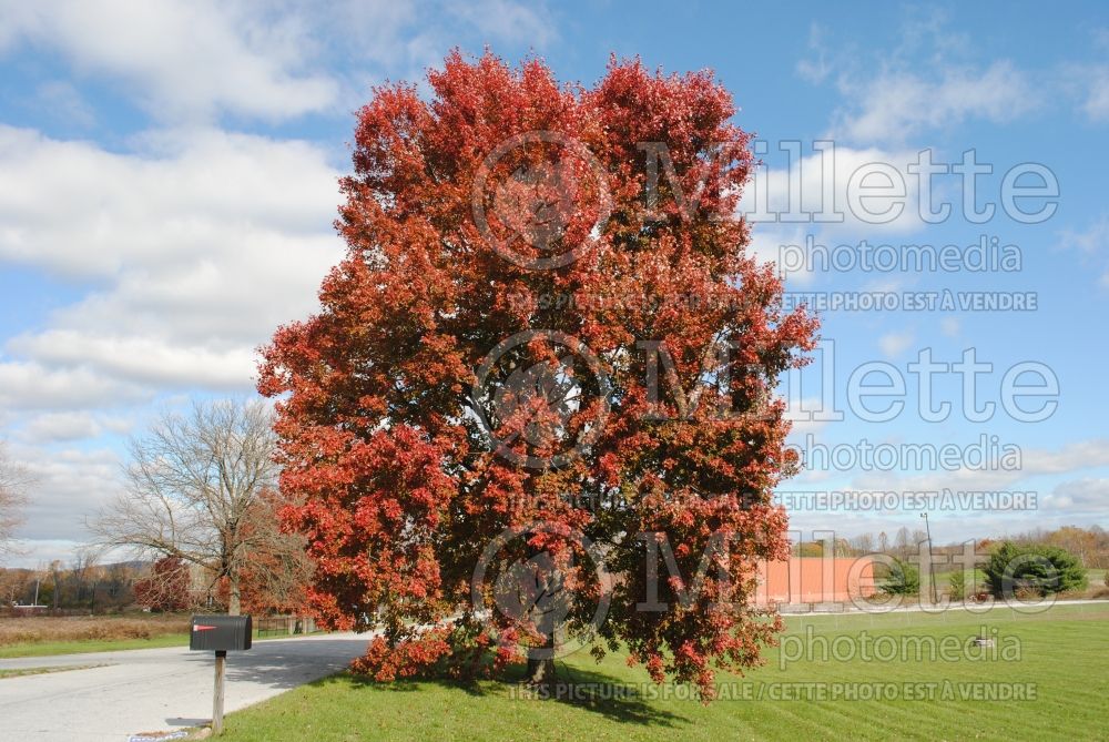 Acer Red Sunset (Red Maple) 6